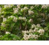 Катальпа бигнониевидная (Catalpa bignonioides) С2
